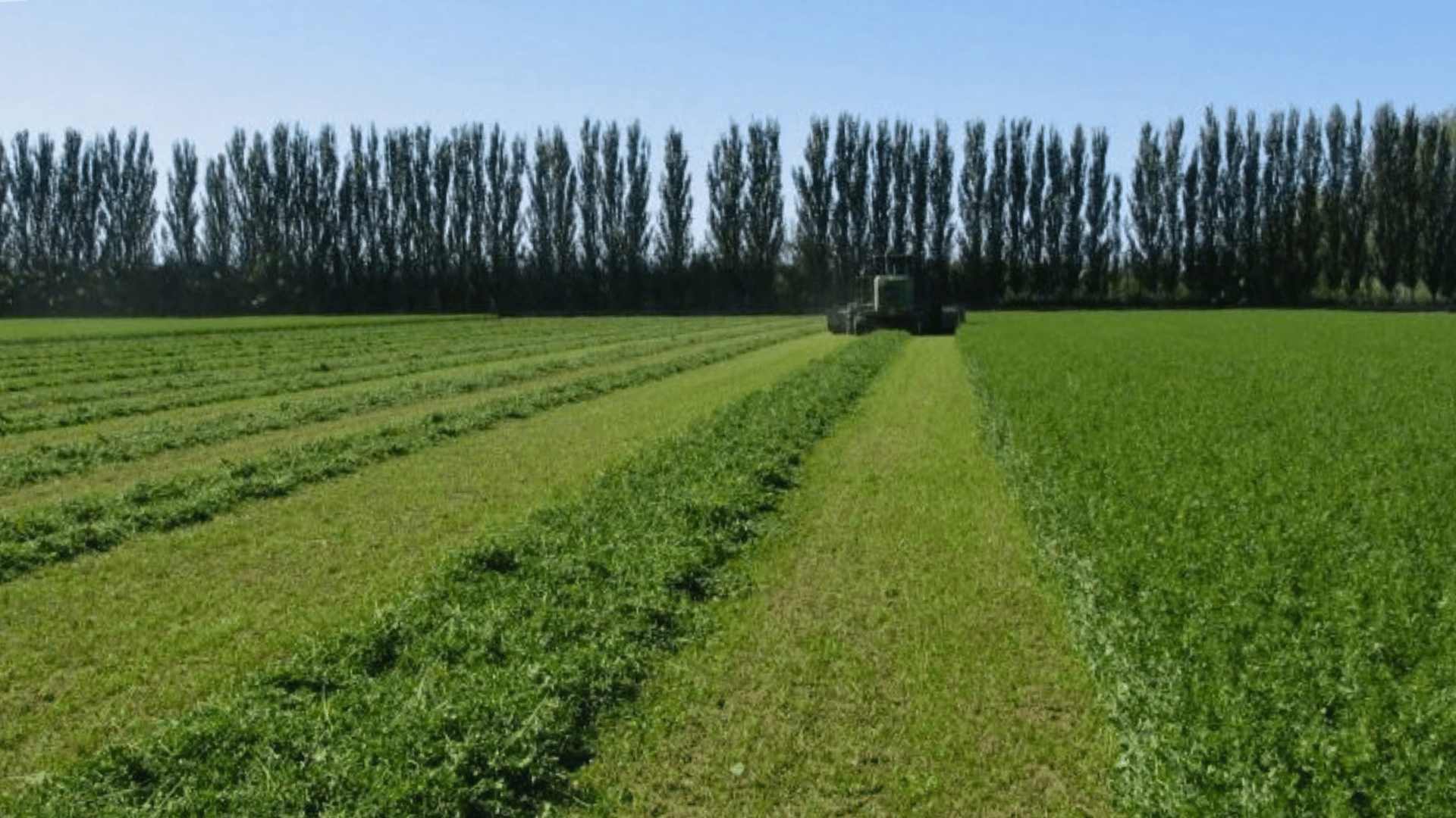 En este momento estás viendo La alfalfa es un cultivo estratégico en sostenibilidad